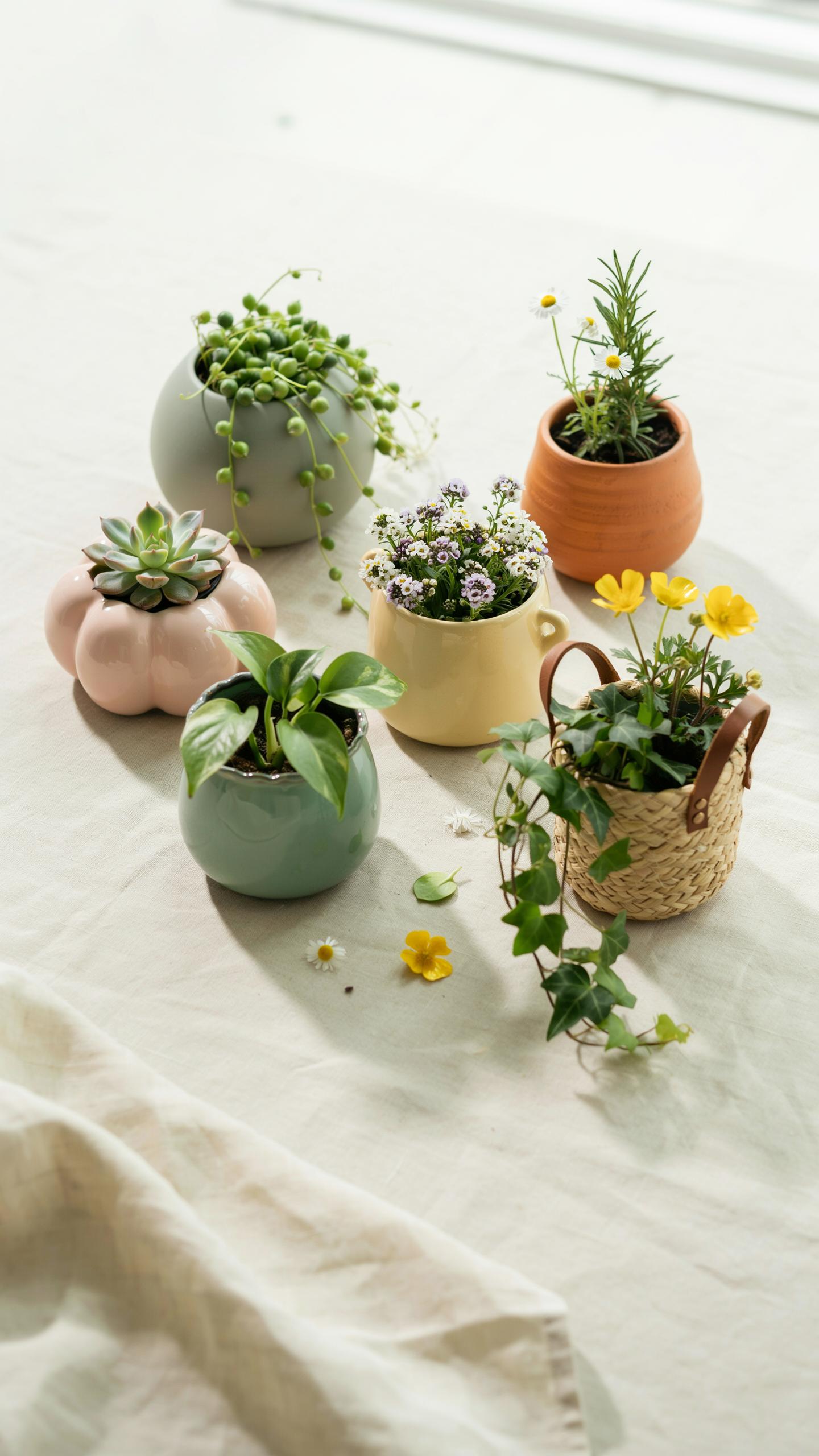 A flat lay shot shows a collection of six small potted plants, each in a unique pastel-colored or woven container, arranged on a light-colored tablecl