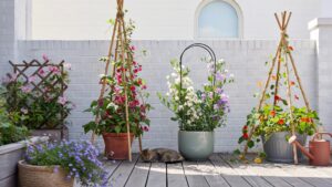 A cozy outdoor balcony features several potted flowering plants with climbing trellises, a light grey cat sleeping on the wooden deck, and a white wal