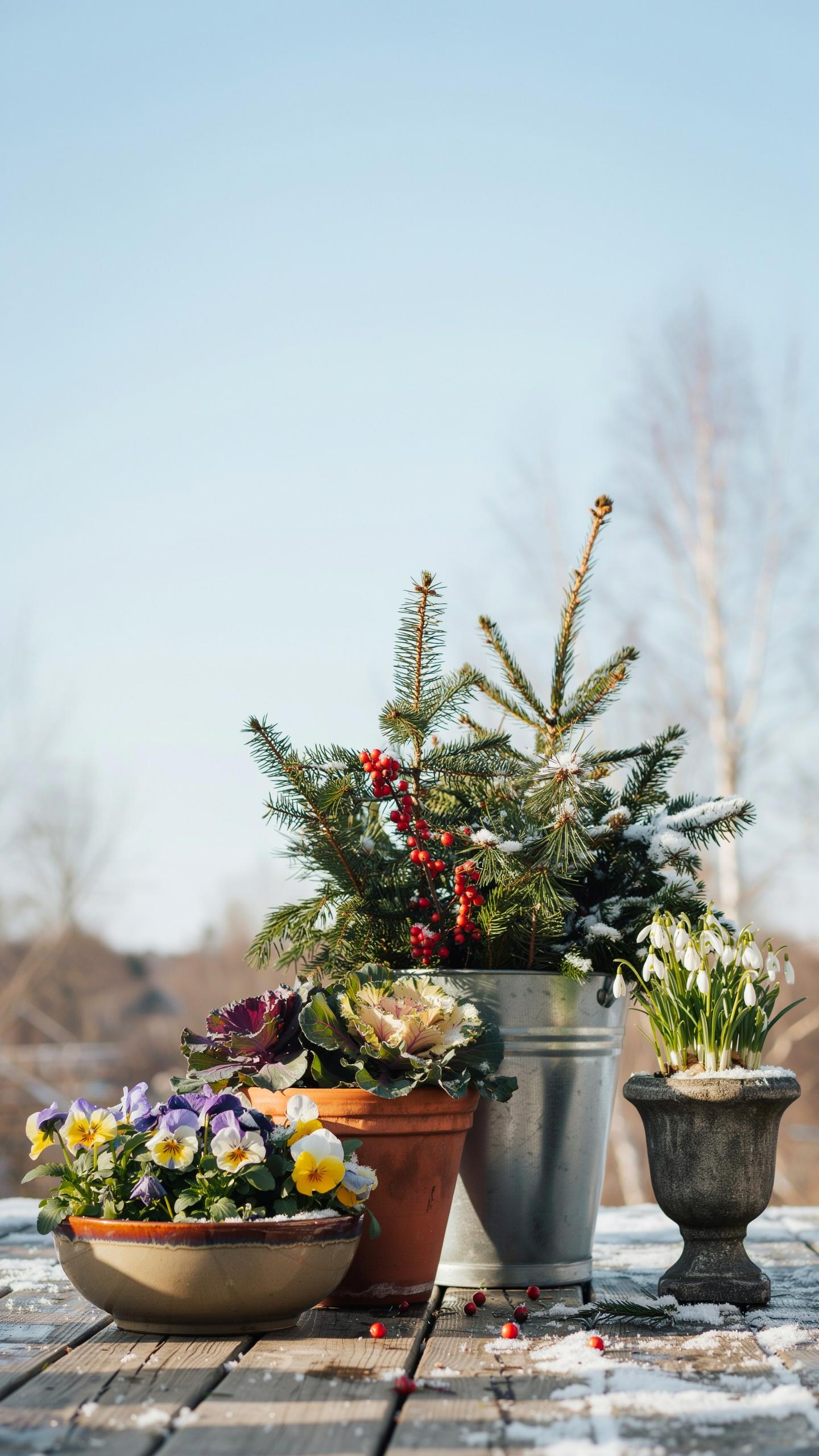 A rustic wooden table outdoors holds several pots with plants, including a bowl of colorful pansies, a terracotta pot with leafy purple and green plan