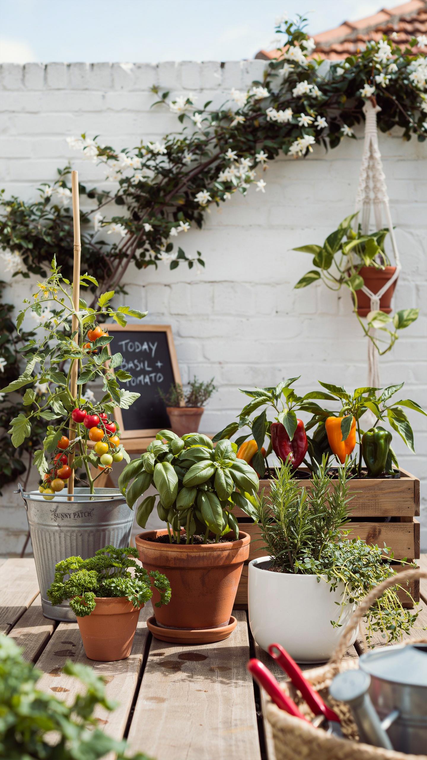 A vibrant collection of potted herbs and vegetables, including basil, parsley, rosemary, chili peppers, and cherry tomatoes, arranged on a rustic wood