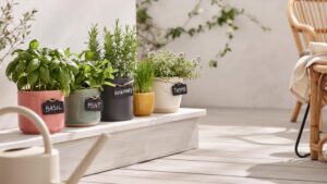 Five small potted herbs with chalk labels sit on a white wooden step outdoors, next to a beige watering can and rattan furniture in the soft sunlight.