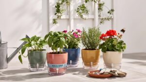 Five potted herbs and flowers in colorful ceramic pots with clear self-watering bases are arranged on a light-colored surface next to a gray watering