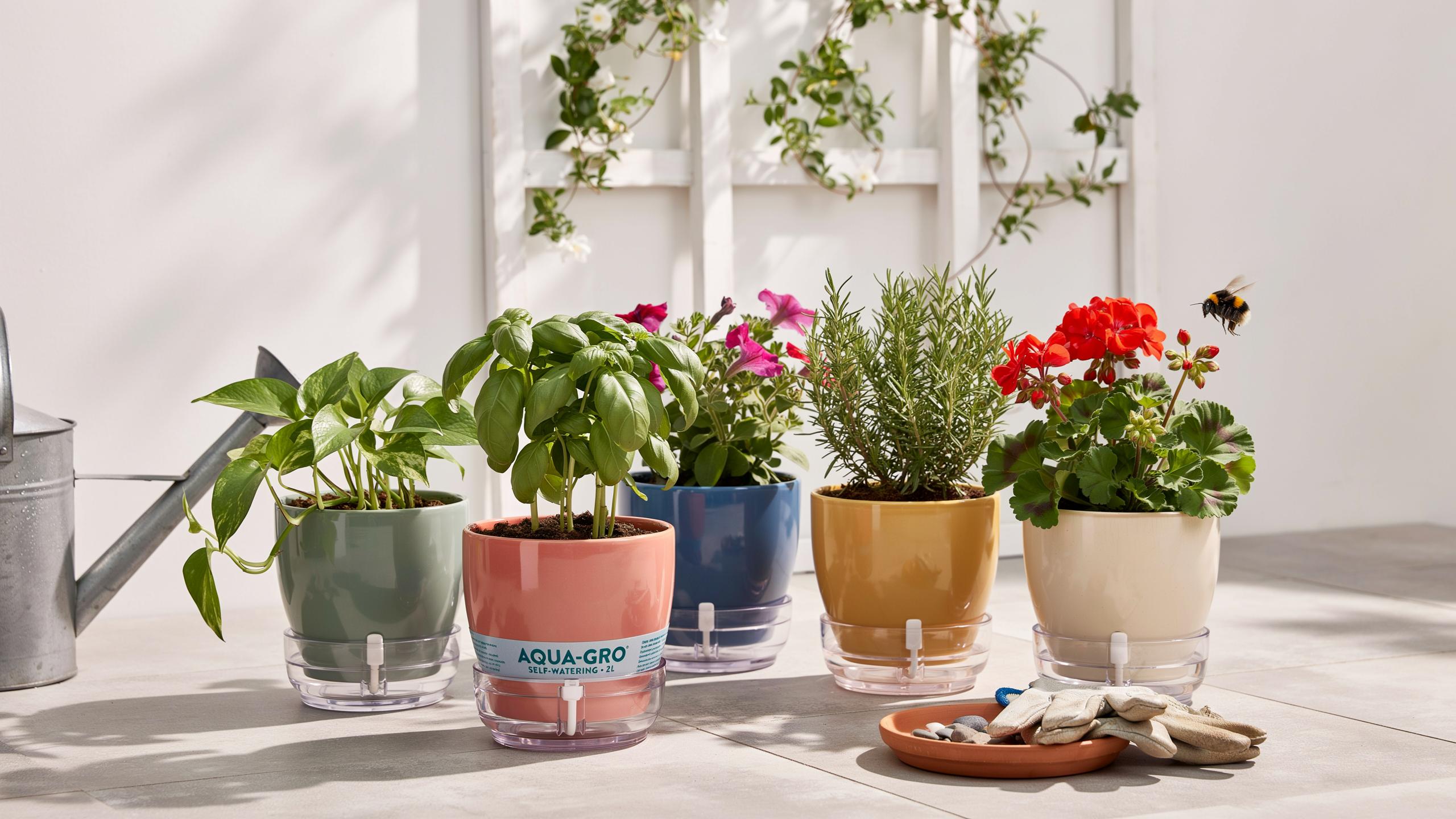 Five potted herbs and flowers in colorful ceramic pots with clear self-watering bases are arranged on a light-colored surface next to a gray watering
