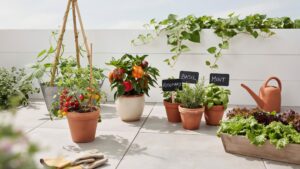 A variety of potted herbs, vegetables, and plants are arranged on a light-colored patio or balcony. There are small tomato plants with red and yellow