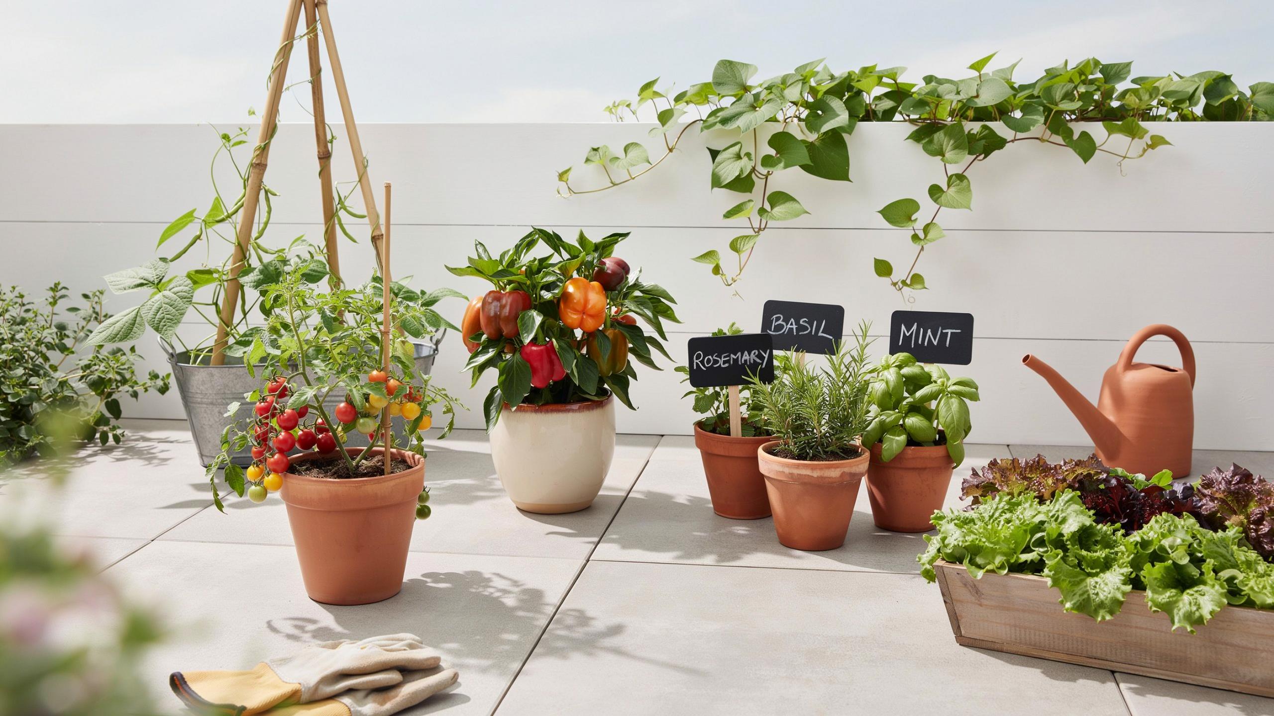 A variety of potted herbs, vegetables, and plants are arranged on a light-colored patio or balcony. There are small tomato plants with red and yellow